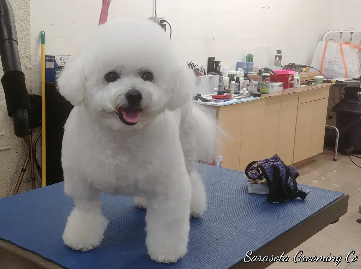White bichon on the grooming table