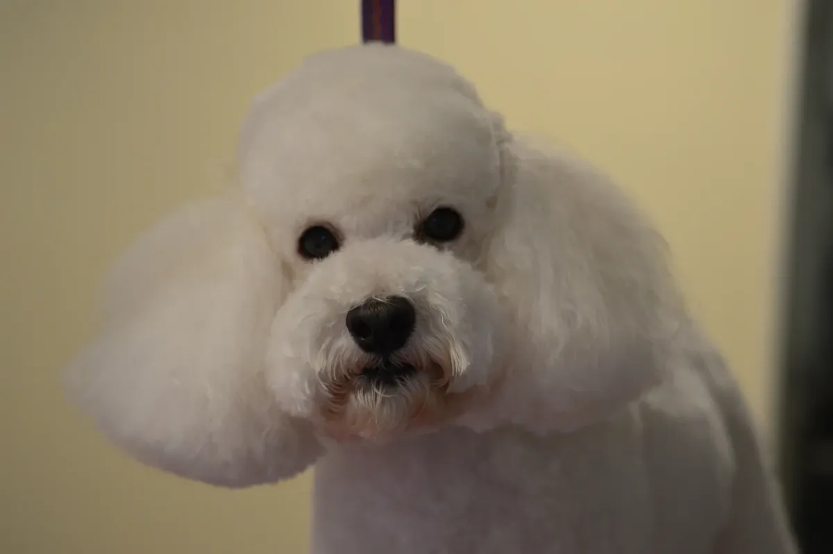 Bichon with a rounded head trim