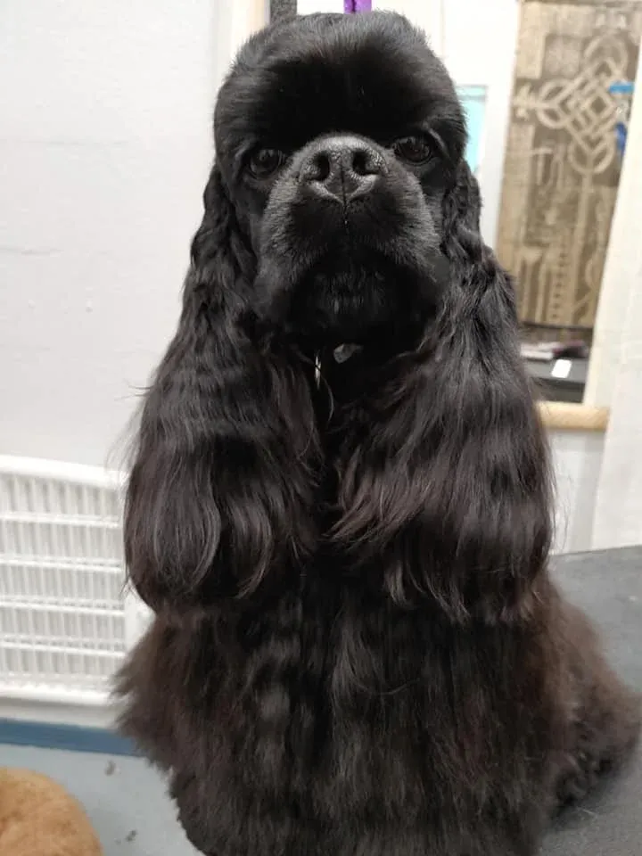 Black cocker spaniel with a full coat