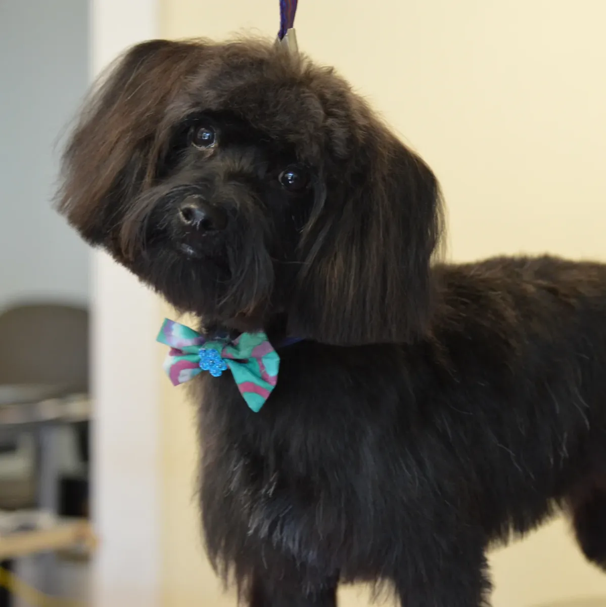 Small black dog with a bow tie after grooming