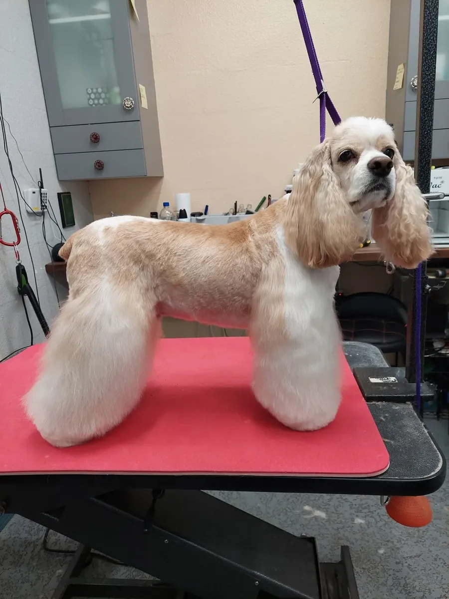 American Cocker Spaniel after a breed profile groom
