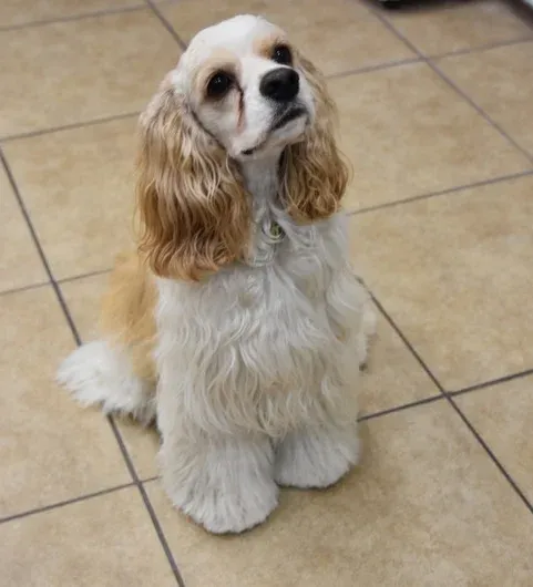 Cocker spaniel sitting after a breed trim