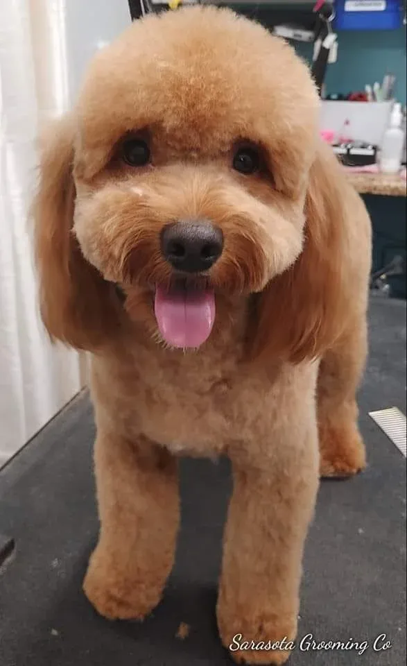 Apricot poodle in a teddy bear cut