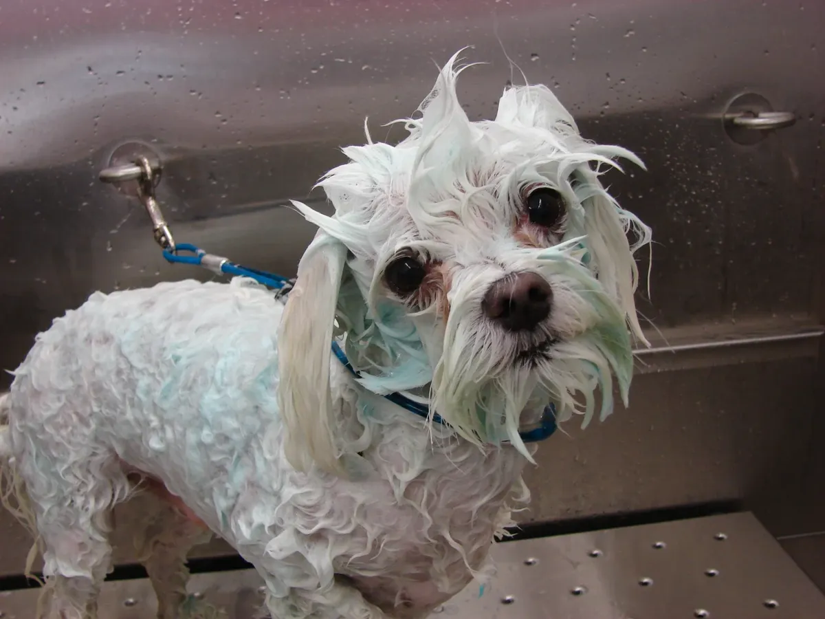 Small white dog in the bath