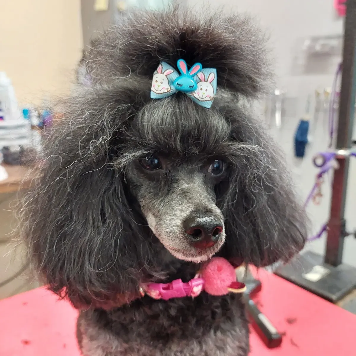 Grey poodle with a bow after grooming