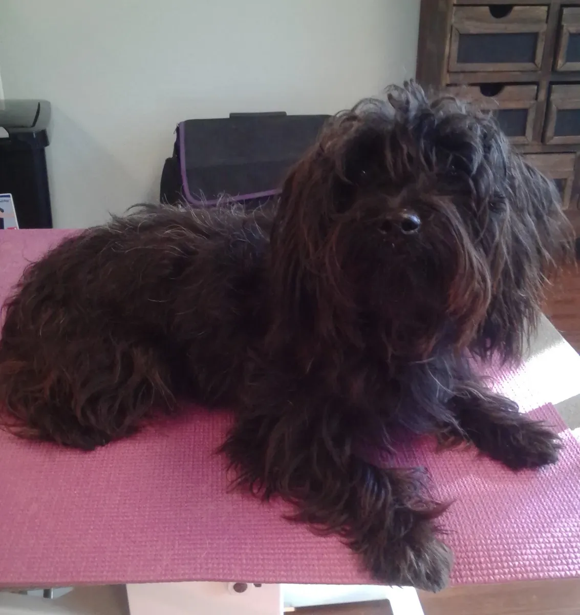Yorkiepoo after a fluffy groom